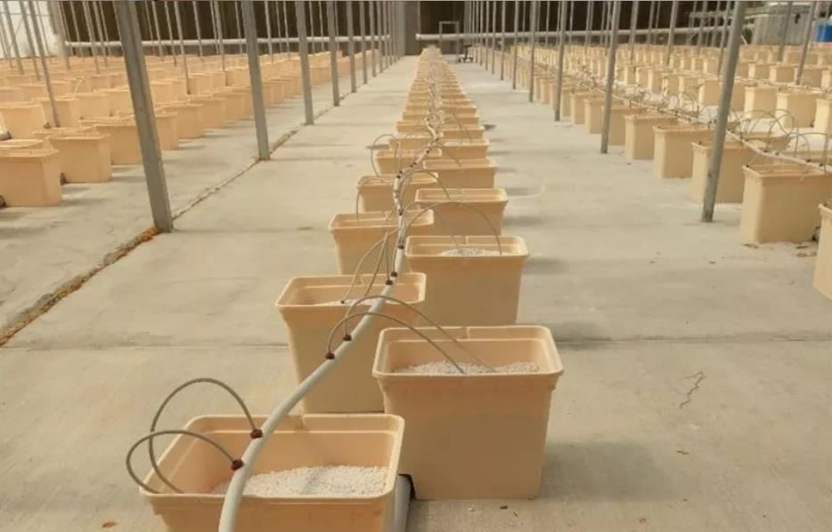 Dutch bucket perlite Dutch bucket perlite