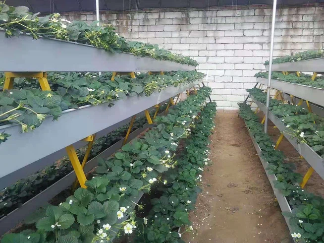 strawberry cultivation strawberry cultivation