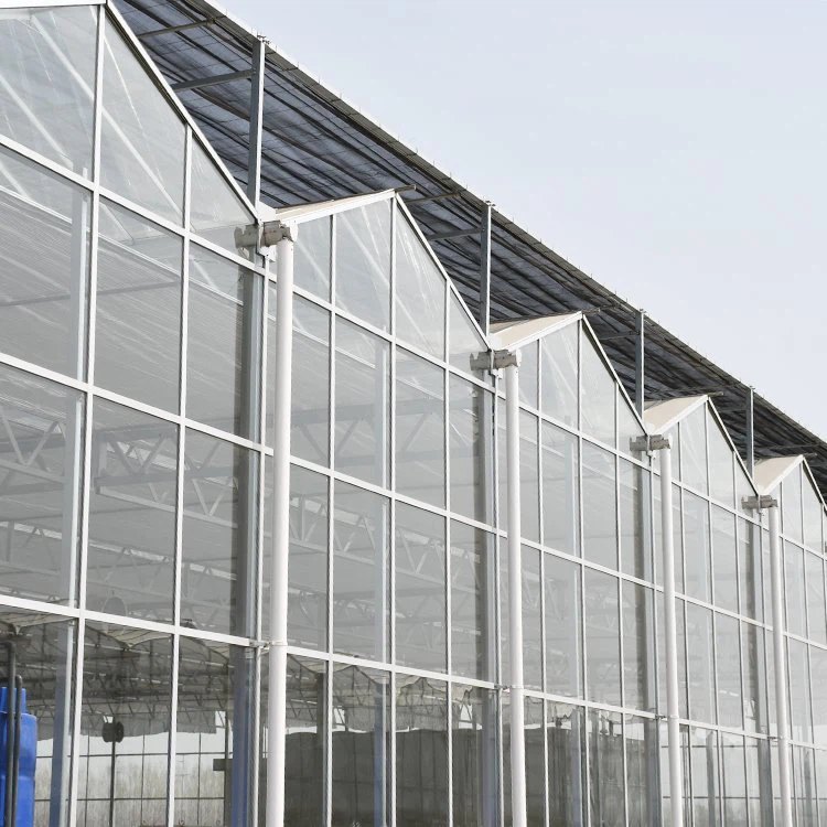Glass Greenhouse