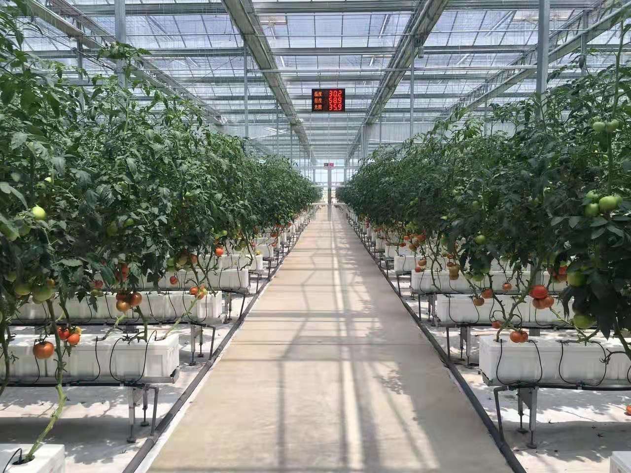 why Slow fruit expansion in tomatoes