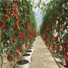 Greenhouse Ground Cover Weed Barrier