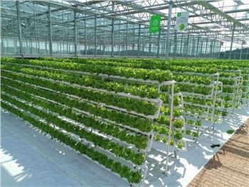 Greenhouse Leafy Vegetable Hydroponic Plant System