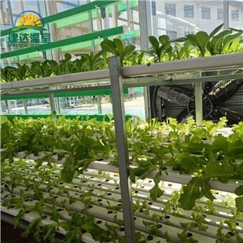 Indoor Lettuce Growing System