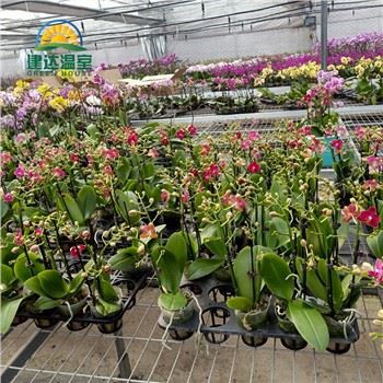 Orchids Grow in Seedbeds