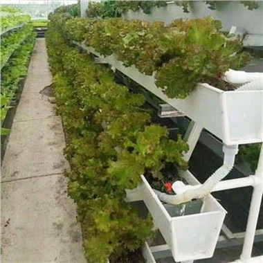 Planting trough For Strawberry