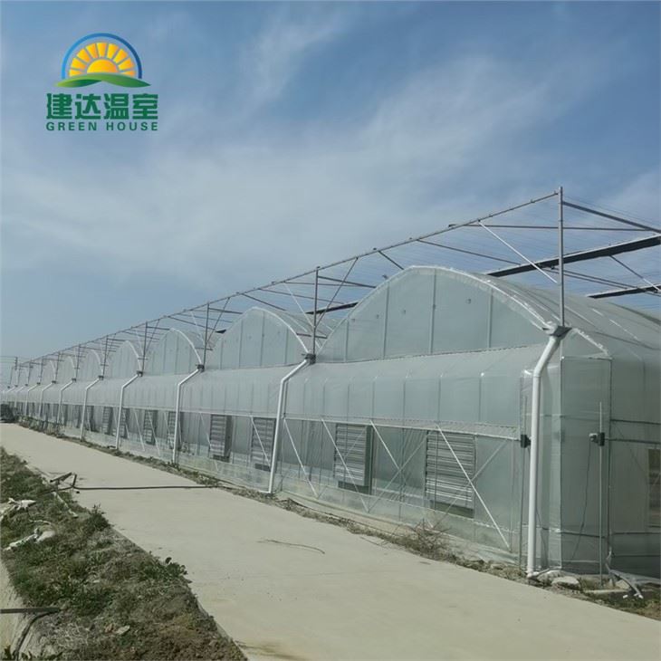 Vegetable Lettuce Greenhouse With Hydroponic