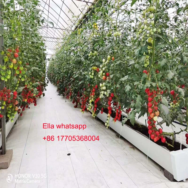 tomato planting gutter tomato planting gutter