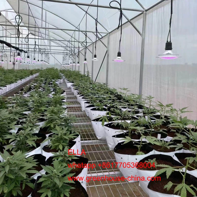 cannabis greenhouse cannabis greenhouse
