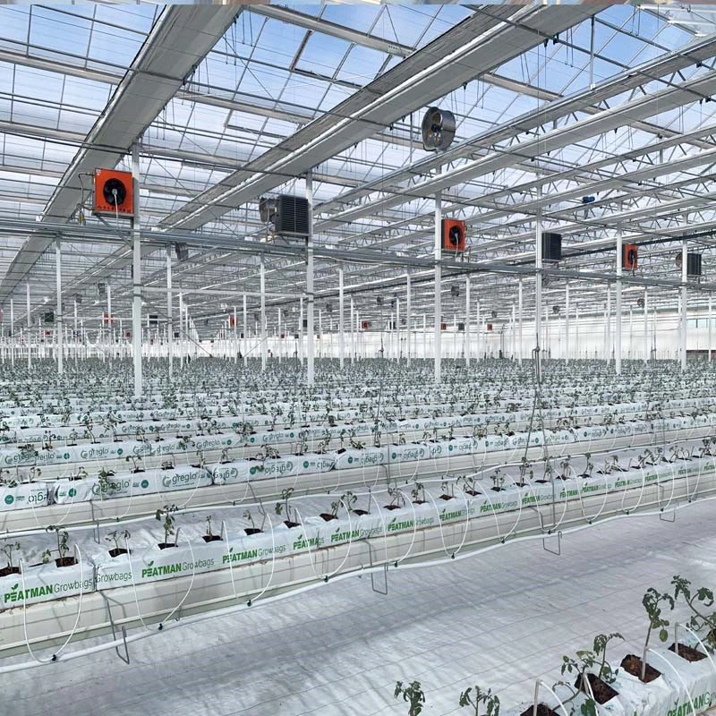 vegetable greenhouse vegetable greenhouse