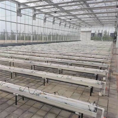 Tomato Varieties And Pest Management in Greenhouse Cultivation