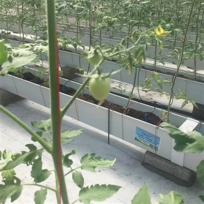 Soilless Cultivation Tomato in Greenhouse