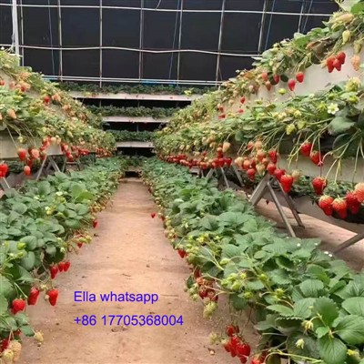 Producing High-quality Strawberries in JIanda Greenhouse