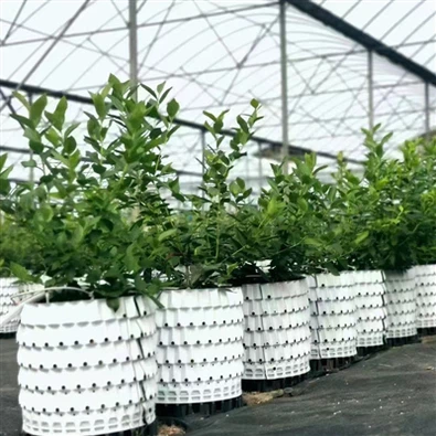 In Greenhouses, Commonly Used Cultivation Containers
