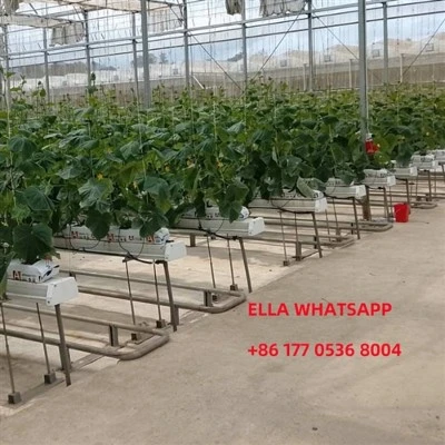 Hydroponic Greenhouse From China Factory