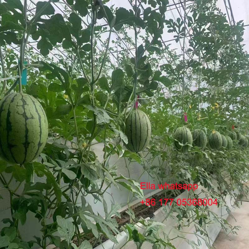 fruit greenhouse
