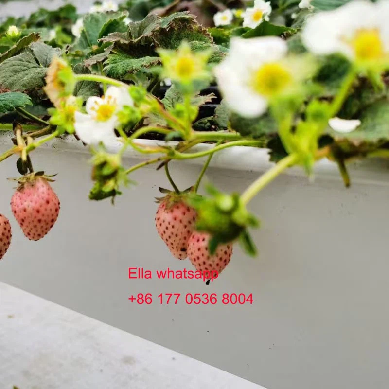 trough for strawberry trough for strawberry