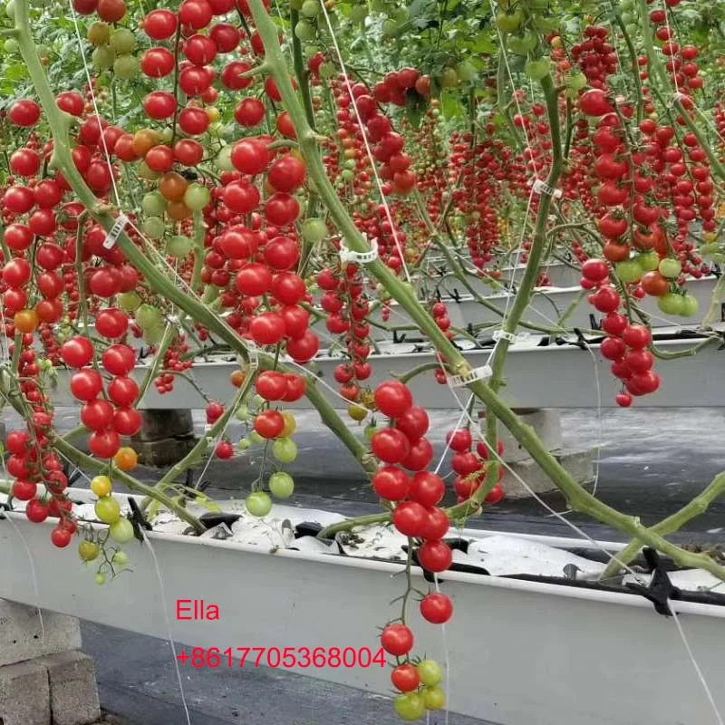 cherry tomato gutter cherry tomato gutter