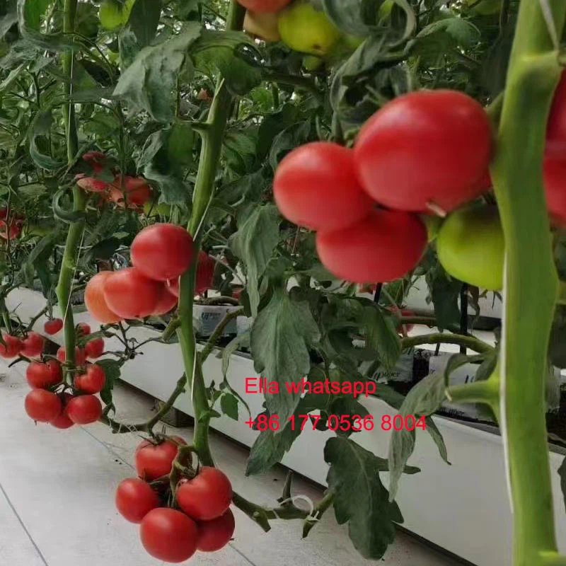 tomato planting gutter tomato planting gutter