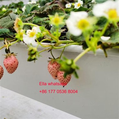 Strawberry Cultivation With Planting Gutter in The Greenhouse